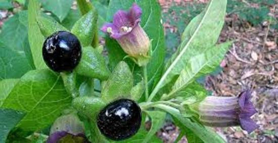 mürgised marjad, belladonna