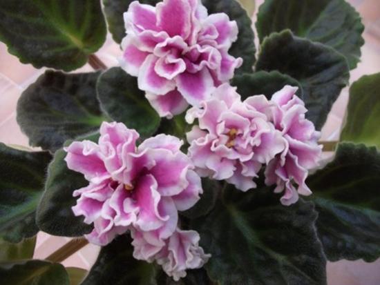 Usambara violetne