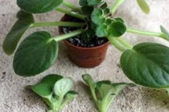 kannikese paljundamine pistikutega