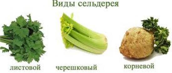 selleri sordid