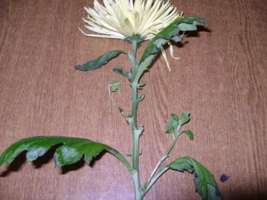 chryzantemy