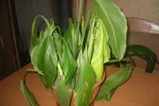 Spathiphyllum'i lehed muutuvad kollaseks