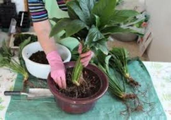 spathiphyllum'i siirdamine