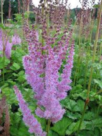 kasvav astilbe superba