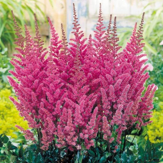 astilbe superba