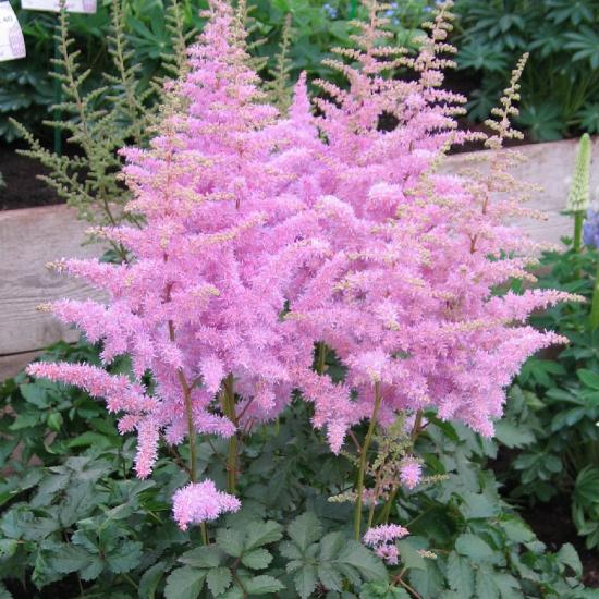 Astilbe kui kaua õitsemine kestab?