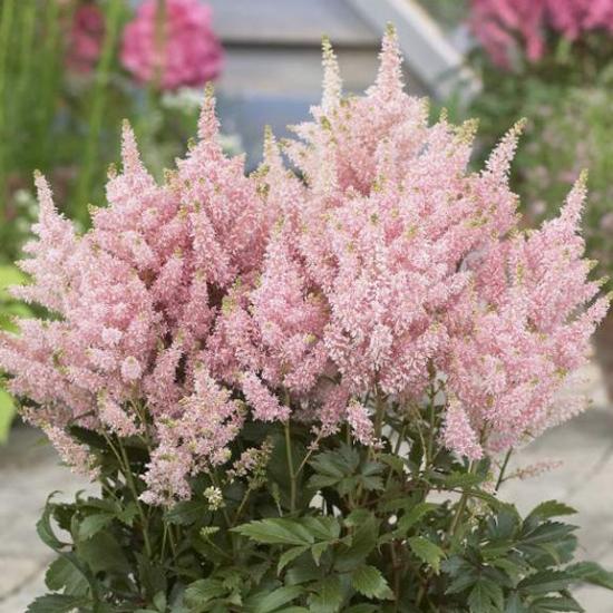 astilbe glitter glamuur