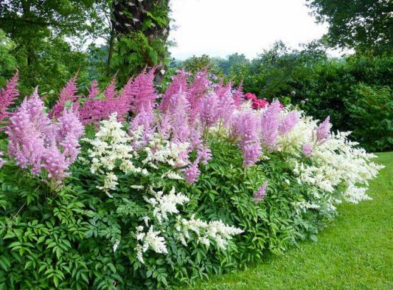 astilbe maastikuaias