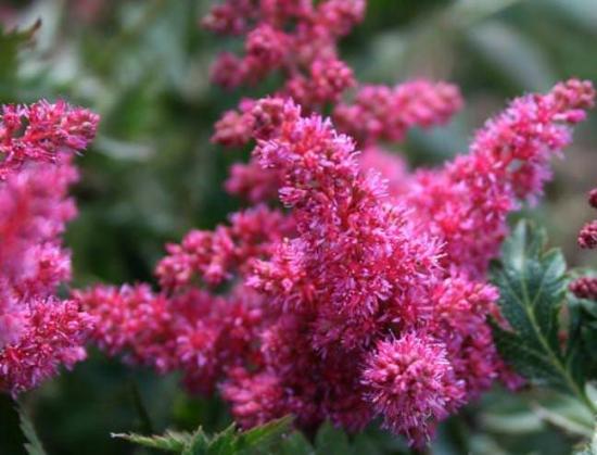 astilbe japonica