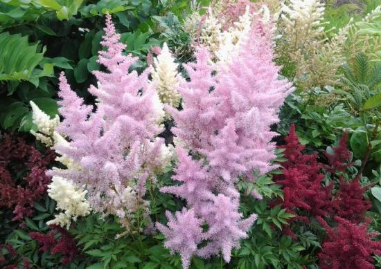 Astilbe superba sordid