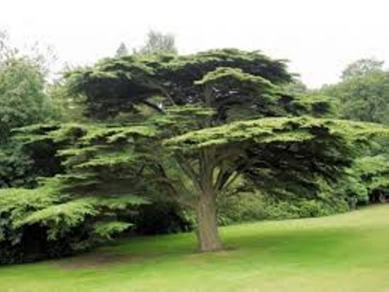 Liibanoni seeder