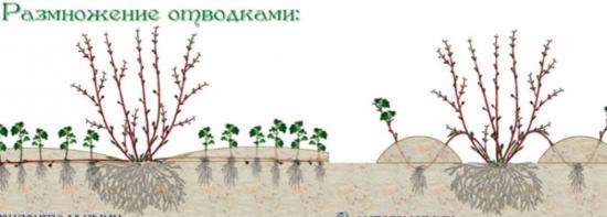 koerapuu paljundamine