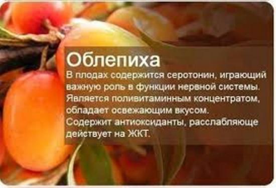 rekordiliselt palju vitamiine ja mikroelemente sisaldavad marjad