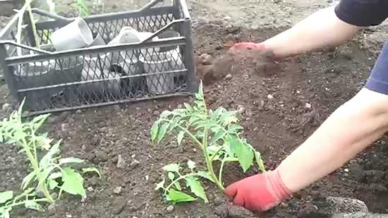 tomatite istutamine avamaal