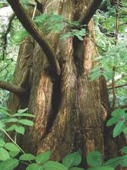 metasequoia