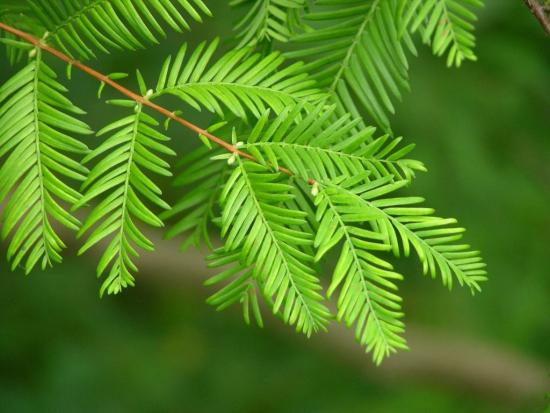 metasequoia