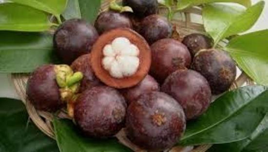 mangustanipuu