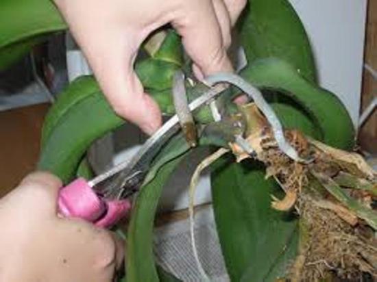 phalaenopsise paljundamine juurte abil