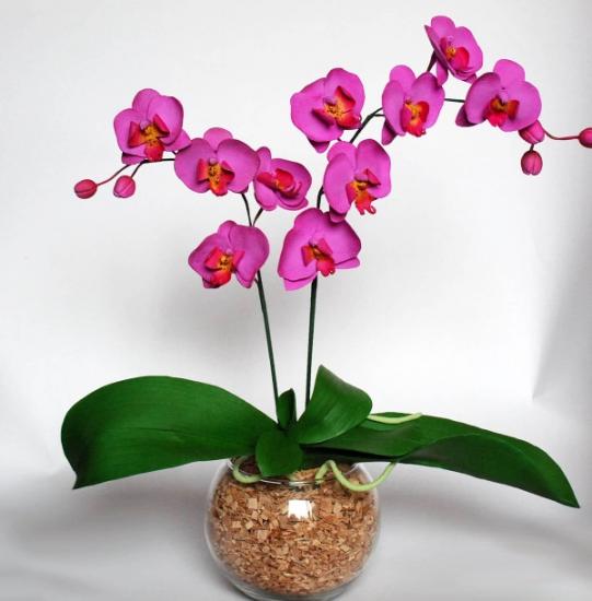orhidee phalaenopsis õitseb