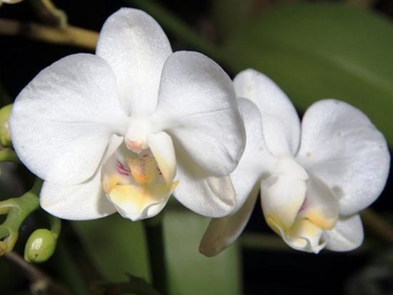 phalaenopsis lill