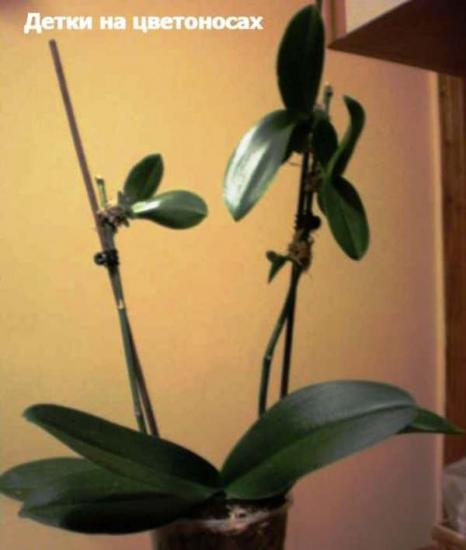 phalaenopsise paljundamine
