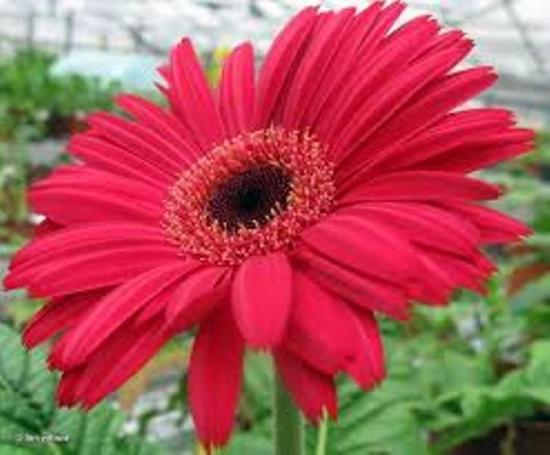 piękna gerbera