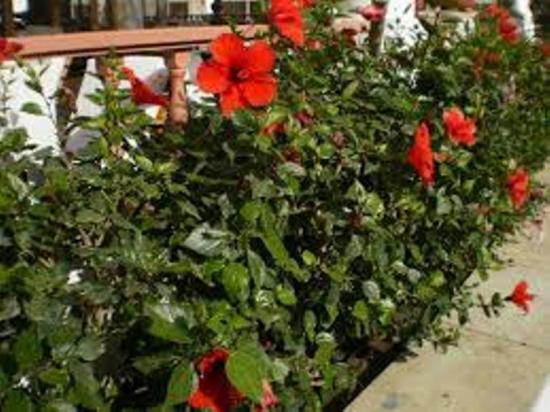hibiski hooldus