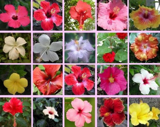 hibiski liigid