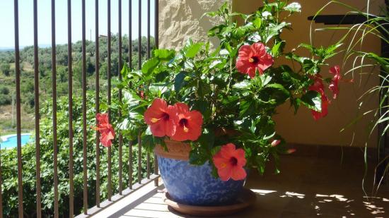 hibiski taime kasulikud omadused