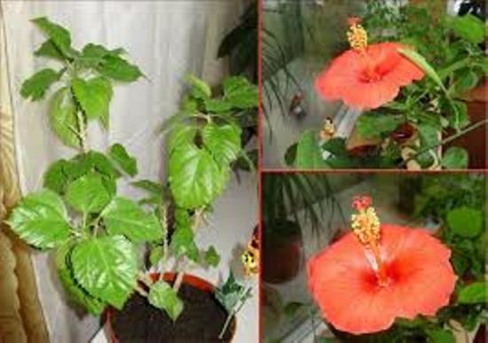 siseruumide hibisk