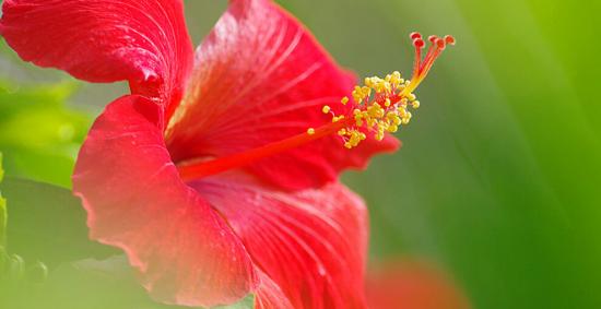 Kas peaksite uskuma hibiskiga seotud märkidesse?