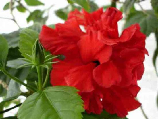 hibiski märgid ja ebausud