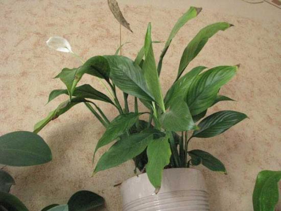 spathiphyllum'i hoolduseeskirjad