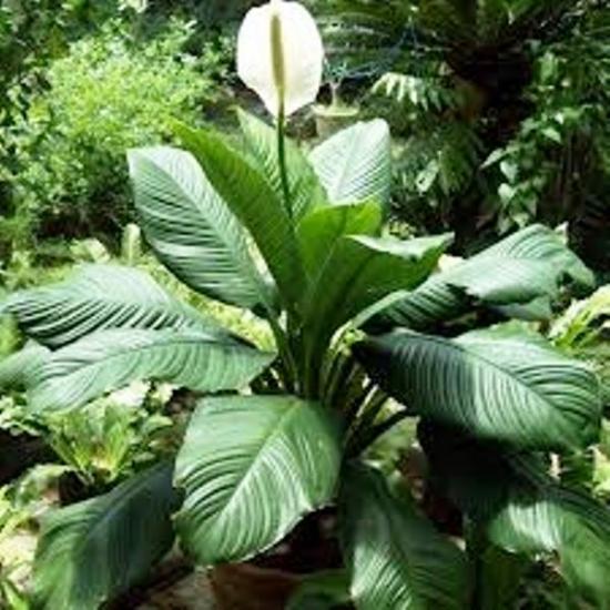 spathiphyllum'i hooldus