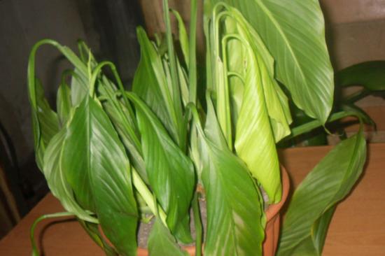 Spathiphyllum'i lehed närbuvad