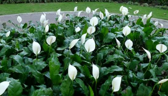 spathiphyllum lillepeenras