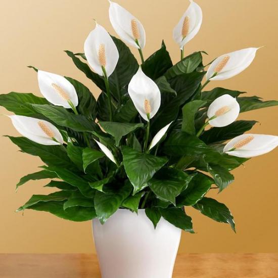 spathiphyllum õitsemine