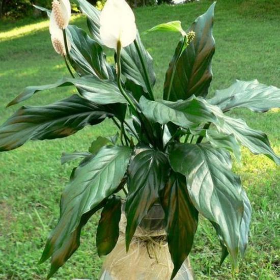kuidas spathiphyllum'i kodus kasta