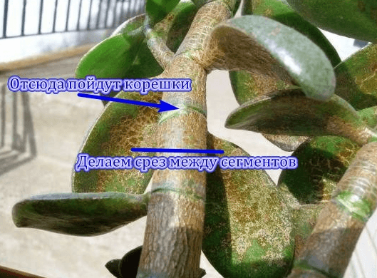 kuidas lõigata Crassula pistikut