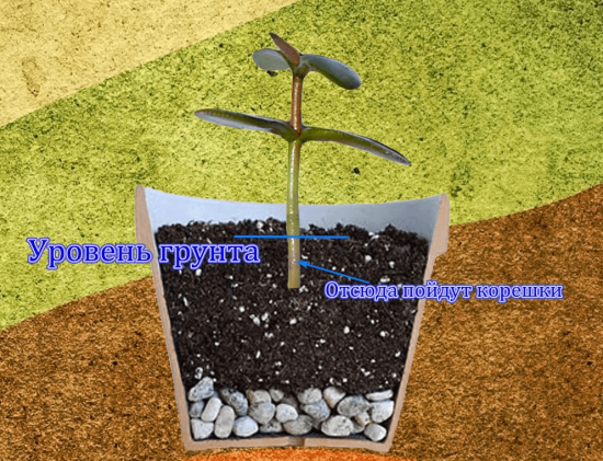 juurdumata Crassula pistiku istutamine