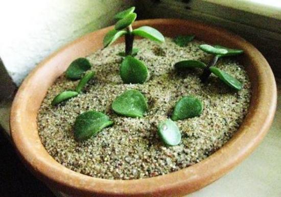 Crassula juurteta lehtede ja pistikute istutamine
