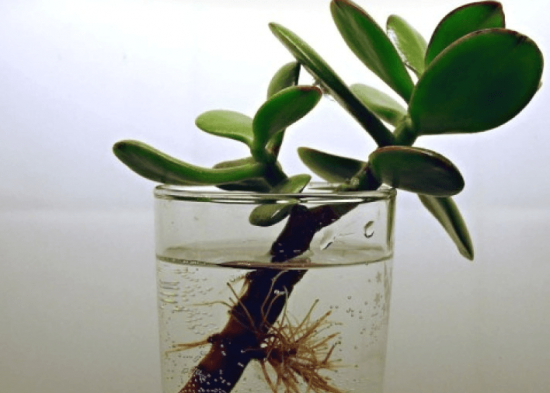Crassula pistiku juurdumine