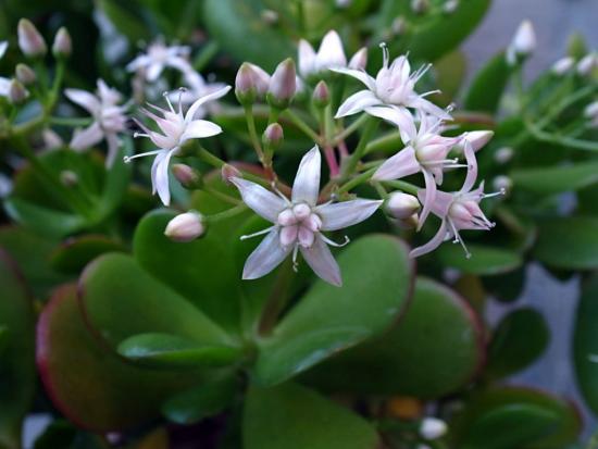 Crassula õitsemine