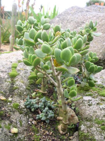 Rahapuu