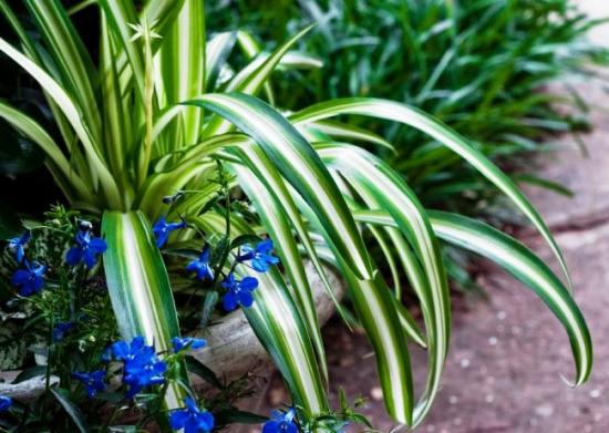 chlorophytum neem