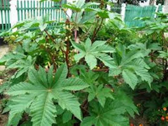 riitsinusuba