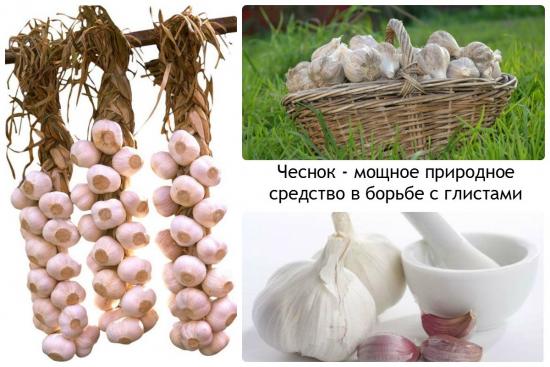 Ile czosnku należy jeść, aby pozbyć się robaków?
