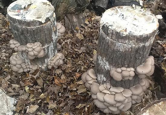 uprawa boczniaków na starych pniach