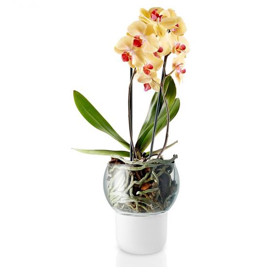 orchidea