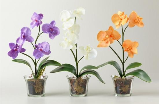 w jakiej doniczce posadzić orchideę